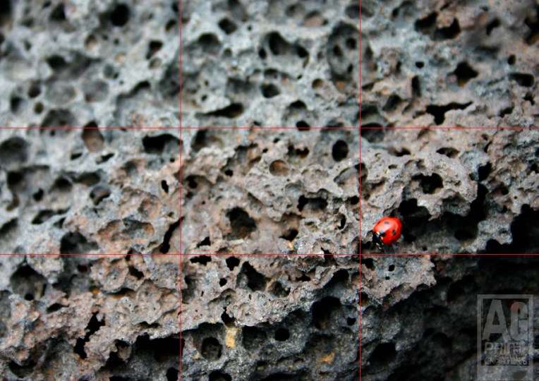Ladybug on Lava
